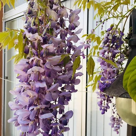 Forever Sao Bras بيت ضيافة ساو برأس دي البورتيل