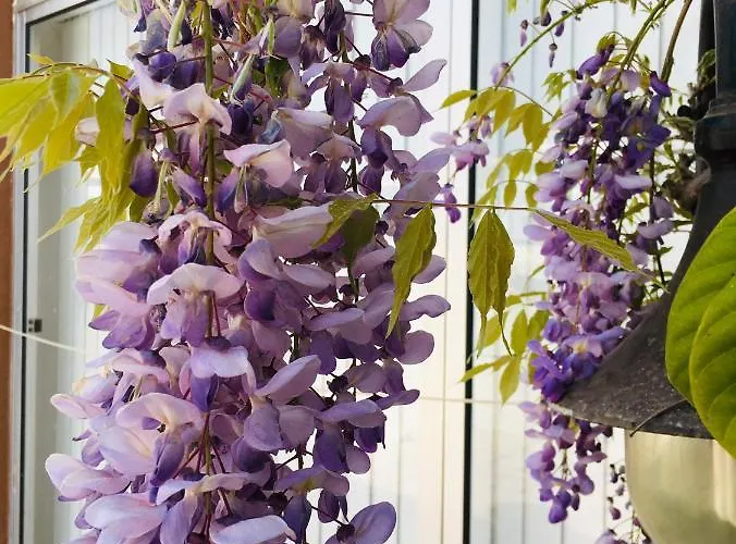 Forever São Brás Pensión São Brás de Alportel