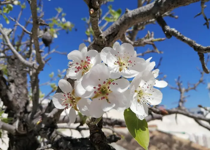 Forever São Brás Pensión